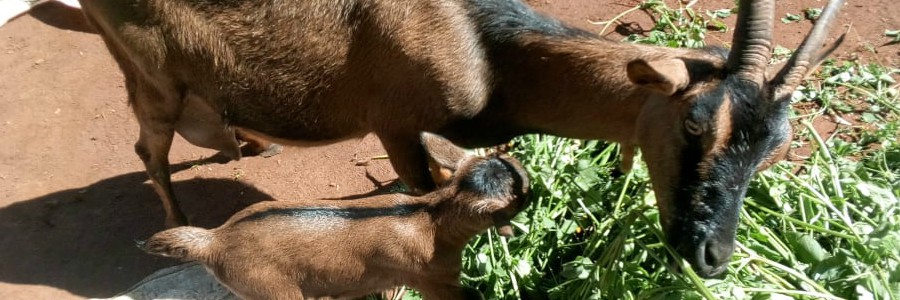 1st Goat Born on Mission Field in Moi's Bridge Kenya banner