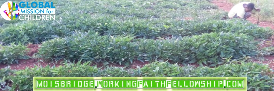 Cowpeas and Sweet Potatoes WFF GMFC Fellowship Mois Bridge Kenya Jesus Christian Farming